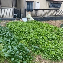 畑かしたいです。畑を持っている方貸してくれませんかの画像