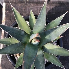 Agave purpusorum／アガベパープソラム／帝釈天　の画像