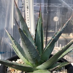 Agave purpusorum／アガベパープソラム／帝釈天　の画像