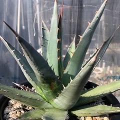 Agave purpusorum／アガベパープソラム／帝釈天　の画像