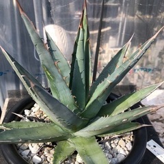 Agave purpusorum／アガベパープソラム／帝釈天　