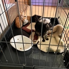 急募‼︎本日保護の子猫達