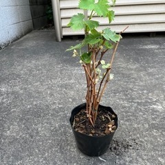 シャインマスカットか巨峰の挿木苗