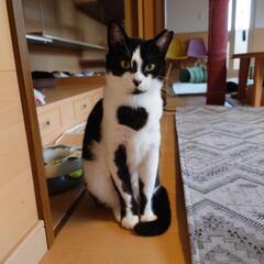 ささ ちゃん　里親様募集 - 見附市