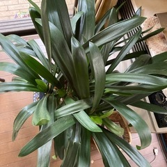 クンシラン　君子蘭　観葉植物　大型　の画像