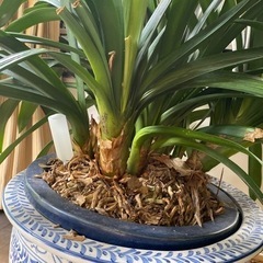 クンシラン　君子蘭　観葉植物　大型　の画像