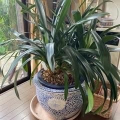クンシラン　君子蘭　観葉植物　大型　