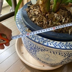 クンシラン　君子蘭　観葉植物　大型　の画像