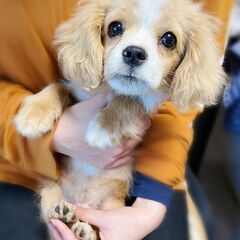 【お値下げ】MIX犬(チワワ)×(シーズー×ポメラニアン)（オス...