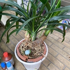 クンシラン　君子蘭　観葉植物の画像