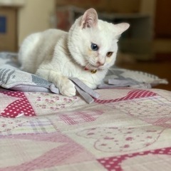 保護猫、里親様決定致しました。