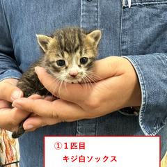 【譲渡交渉中】０ヶ月の子猫　2匹