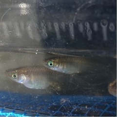 メダカ寄付（寄贈）しますの画像