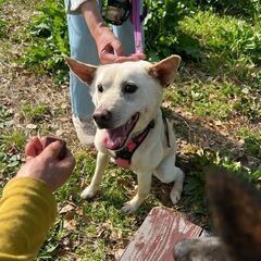 紀州犬風、人に従順なマシュ君。視覚に障害があるけど、お散歩大好き。 - 犬