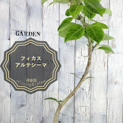 フィカス アルテシーマ 曲げ　観葉植物