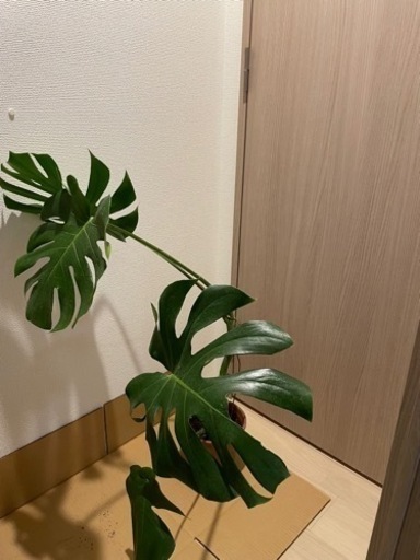 観葉植物　モンステラ