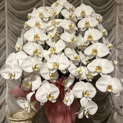 ギフト用　胡蝶蘭の画像