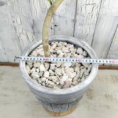 フィカス アルテシーマ 曲げ　観葉植物の画像