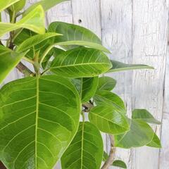 フィカス アルテシーマ 曲げ　観葉植物の画像