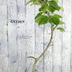 フィカス アルテシーマ 曲げ　観葉植物の画像