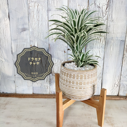 ドラセナ チャヤ　観葉植物