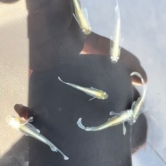 メダカ販売します！の画像