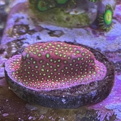 ムカシサンゴ　エレクトリックデイジー　まとめ買いで最大3割引！の画像