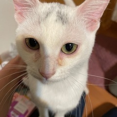 かわいい白猫ちゃんです☆