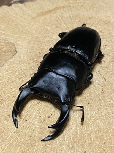 新潟県産　WF1オオクワガタペア　♂72.0mm♀47.8mm