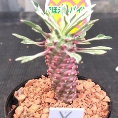 希少種　パイナップルコーン斑入り　ほほえみパインの画像