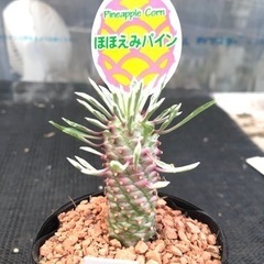希少種　パイナップルコーン斑入り　ほほえみパインの画像