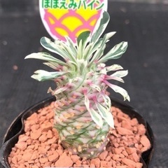 希少種　パイナップルコーン斑入り　ほほえみパインの画像