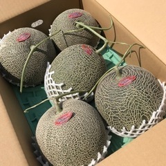 【⠀秀品  】肥後グリーンメロン