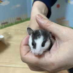 カラーハムスター