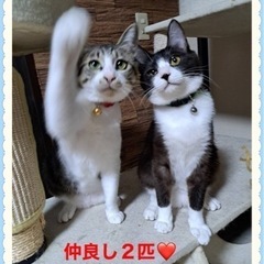 里親さん決定❤️キッチ❤️ハッチ❤️