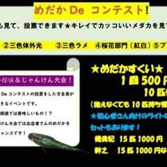 4/23日(日)「改良メダカ」イベント開催‼️inオアシスパーク(お土産店前) − 愛知県