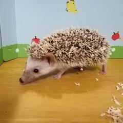 ヨツユビハリネズミ