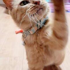 譲渡完了しました_(..)_感謝です(*^-^) - 猫