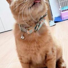 譲渡完了しました_(..)_感謝です(*^-^)の画像