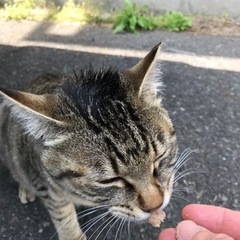 みんなのアイドル　笑（ワラ）ちゃん🐈