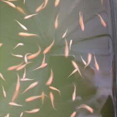 昨年生まれたメダカ３０匹　オレンジ色・白色 (No2302)の画像