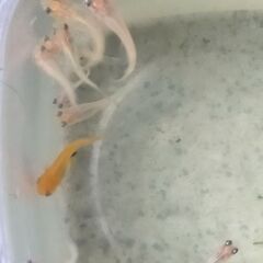 昨年生まれたメダカ３０匹　オレンジ色・白色 (No2302)の画像