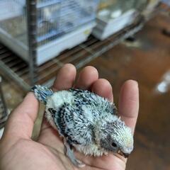 ウスユキバト、キンカチョウ、セキセイインコ雛います😌 - 直方市