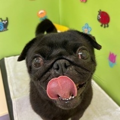 パグ犬ブラック