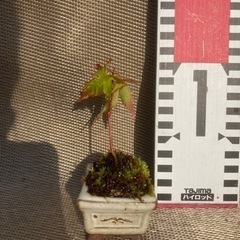 ミニ盆栽の画像