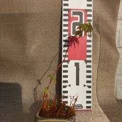 ミニ盆栽2の画像