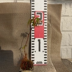 ミニ盆栽2の画像