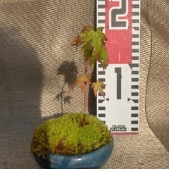 ミニ盆栽4もみじの画像