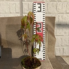 ミニ盆栽6もみじの画像