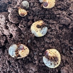 国産カブトムシ幼虫 - 名古屋市